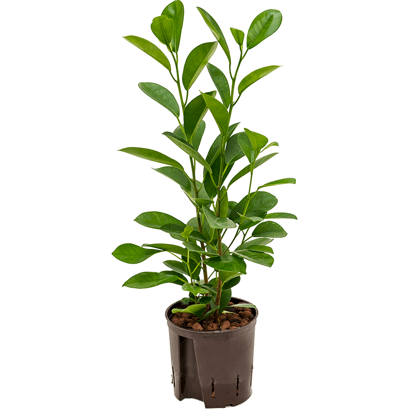 Ficus Moclame