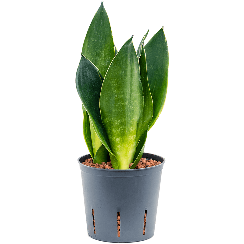 Sansevieria Black Diamond
