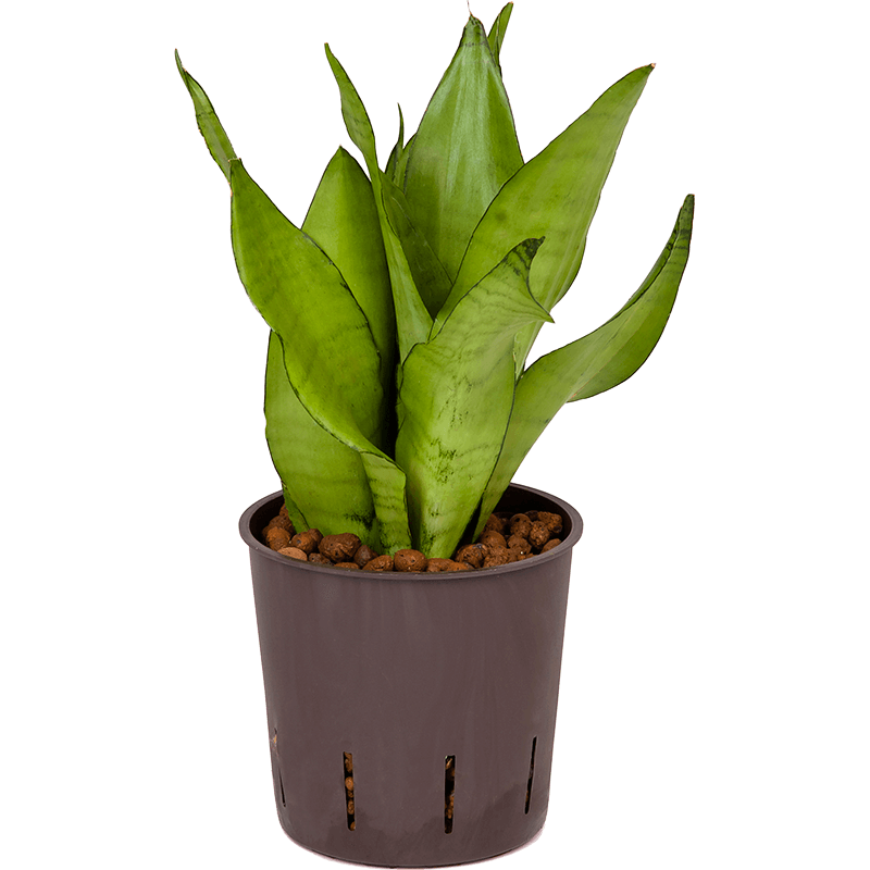 Sansevieria Moonshine