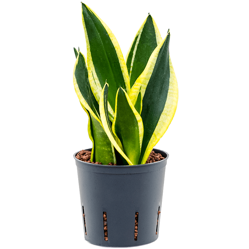 Sansevieria Super Flame