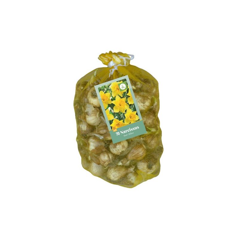 Narcissus Geel - 70 stuks