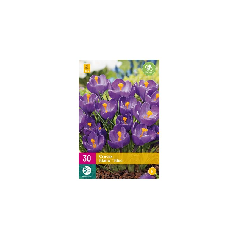 Crocus Blauw - 30 stuks