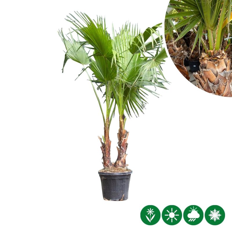 Washingtonia robusta - duostam