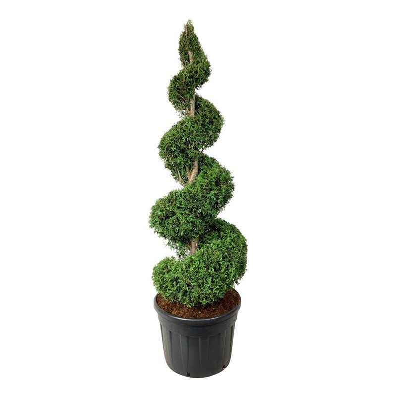 Thuja Brabant - spiraal