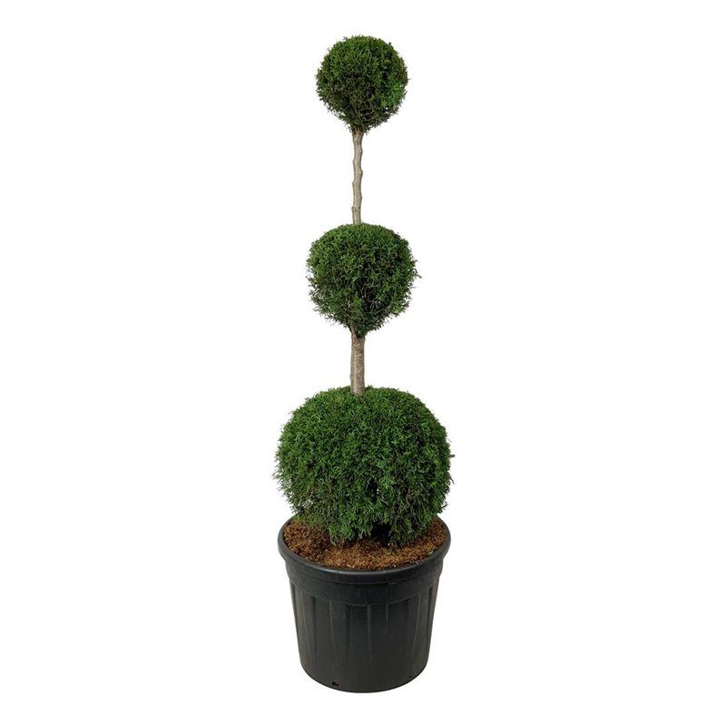 Thuja Smaragd - triobol