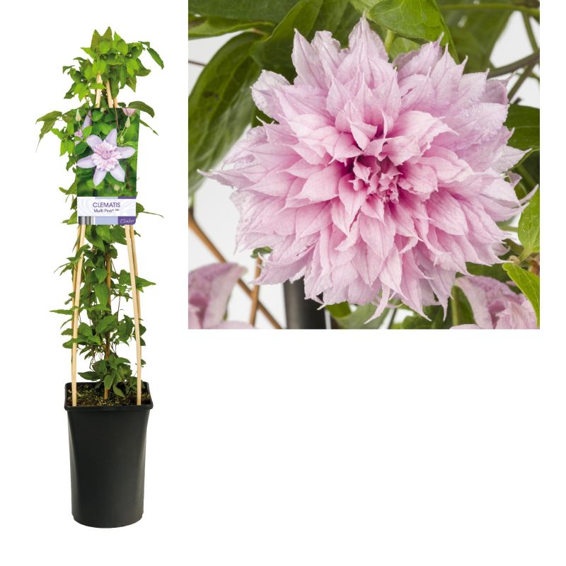 Clematis Multi Pink