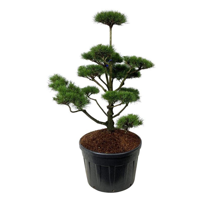 Pinus contorta - bonsai