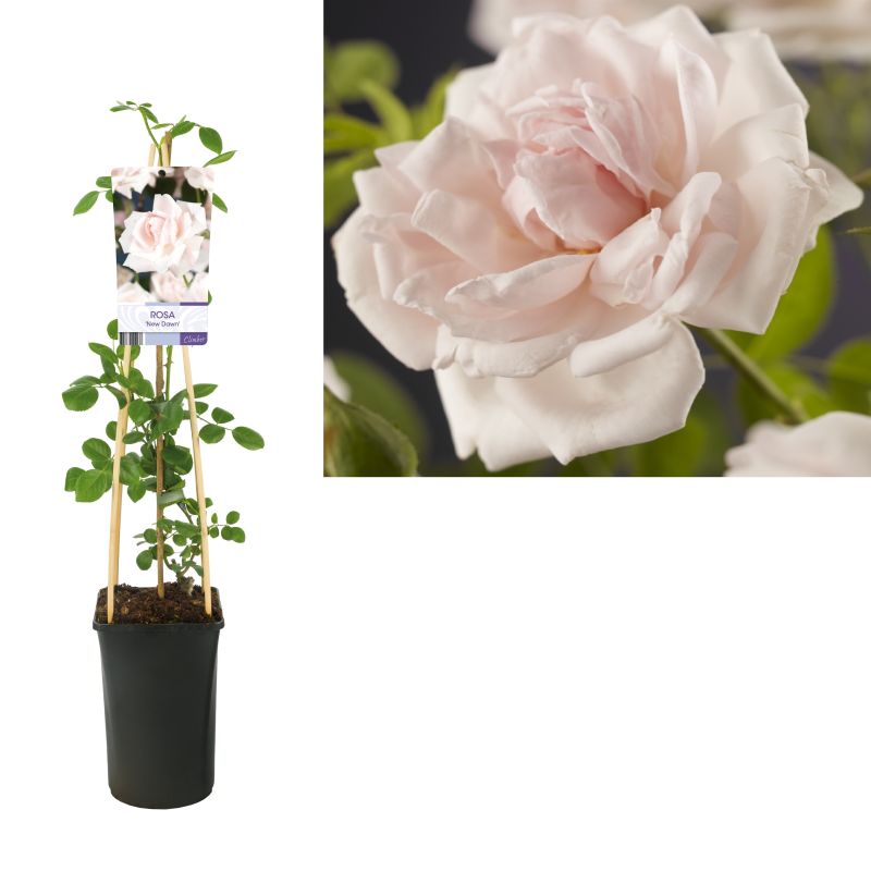 Rosa New Dawn