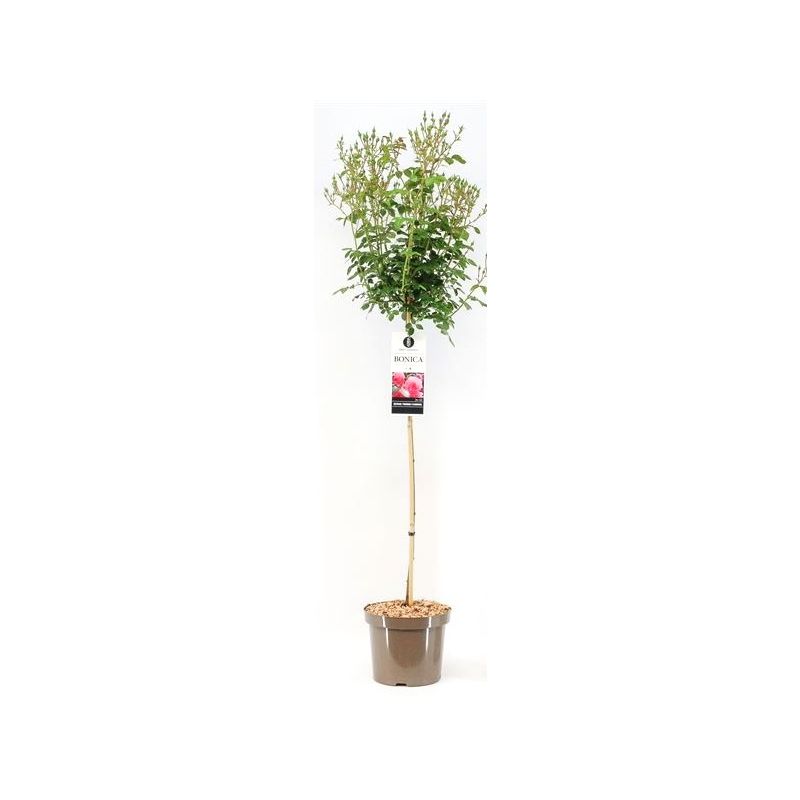 Rosa Bonica 82 op stam