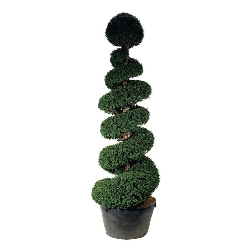 Taxus baccata - spiraal