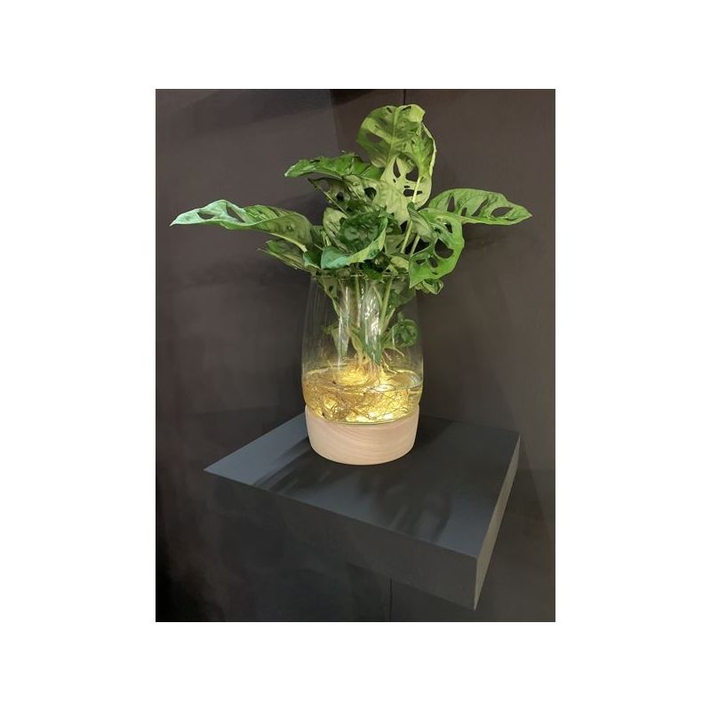 Monstera Adansonii in Kingstonglas met LED