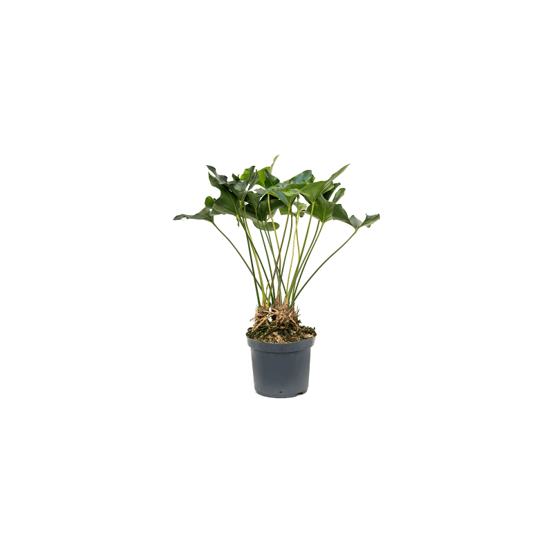 repot money tree Money Tree Soil Mix