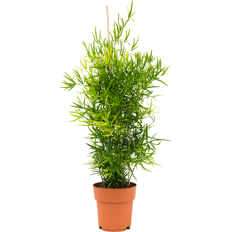 Asparagus falcatus