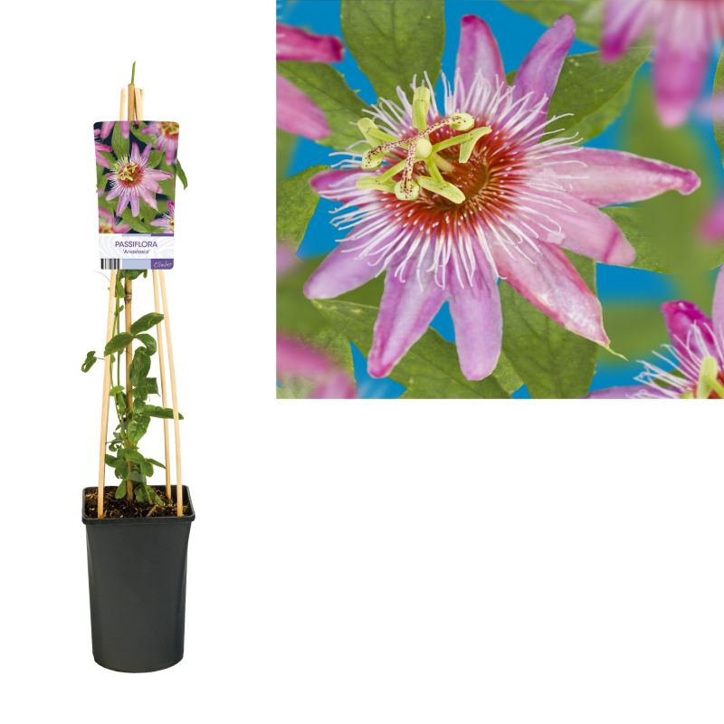 Passiflora Anastasia