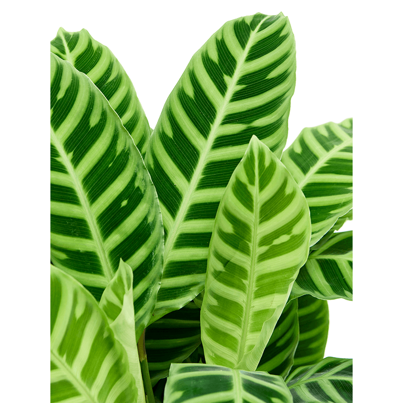 Calathea zebrina