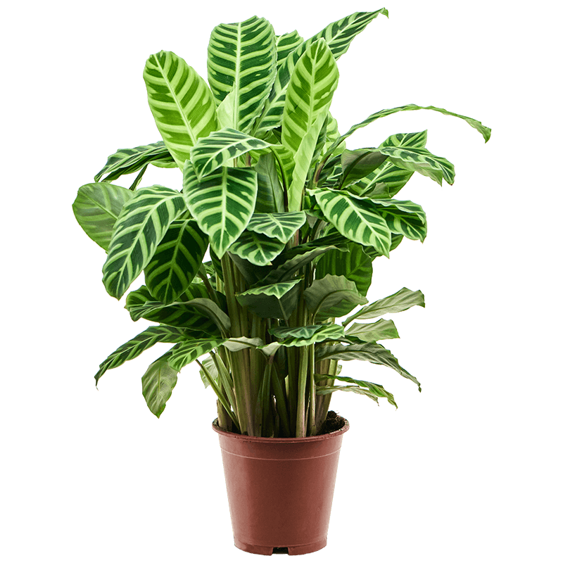 Calathea zebrina