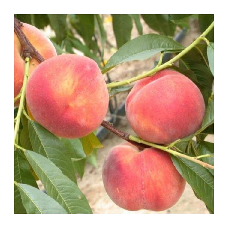 Prunus Amsden