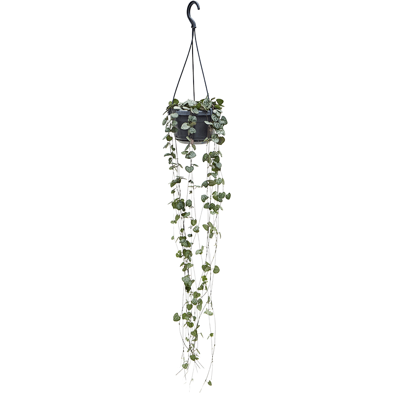 Ceropegia String of Hearts