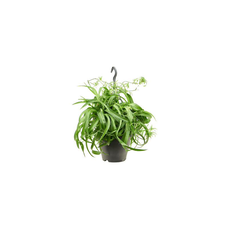 Chlorophytum Green Bonnie