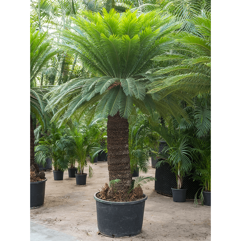 Cycas revoluta XXXL