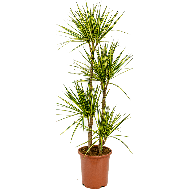 Dracaena marginata Sunray 4-stam