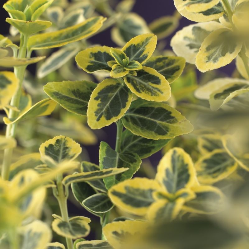 Euonymus Emerald 'n Gold
