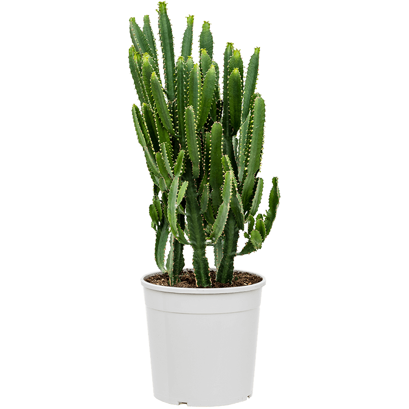 Euphorbia triangularis