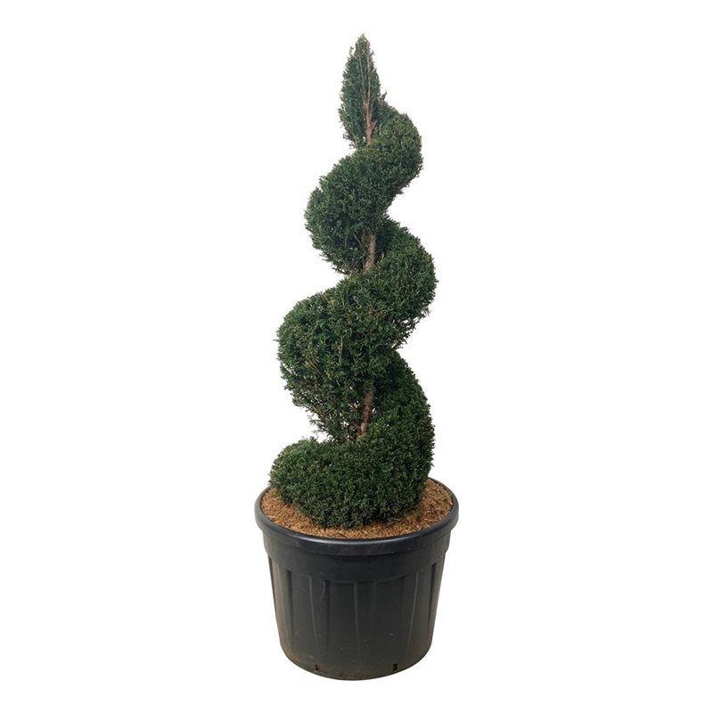 Taxus baccata - spiraal