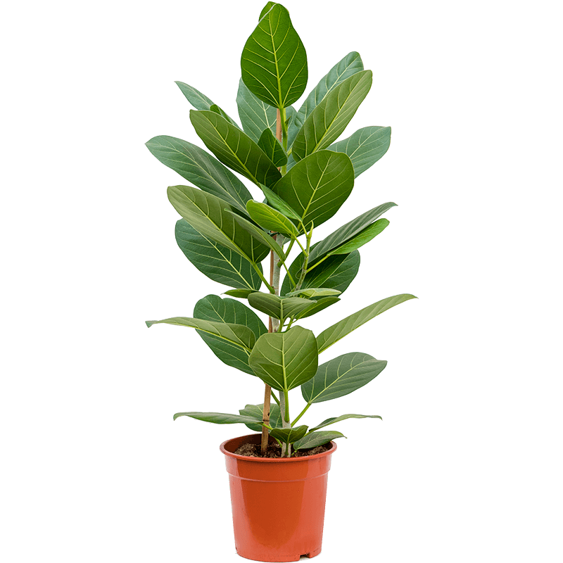 Ficus Audrey toef
