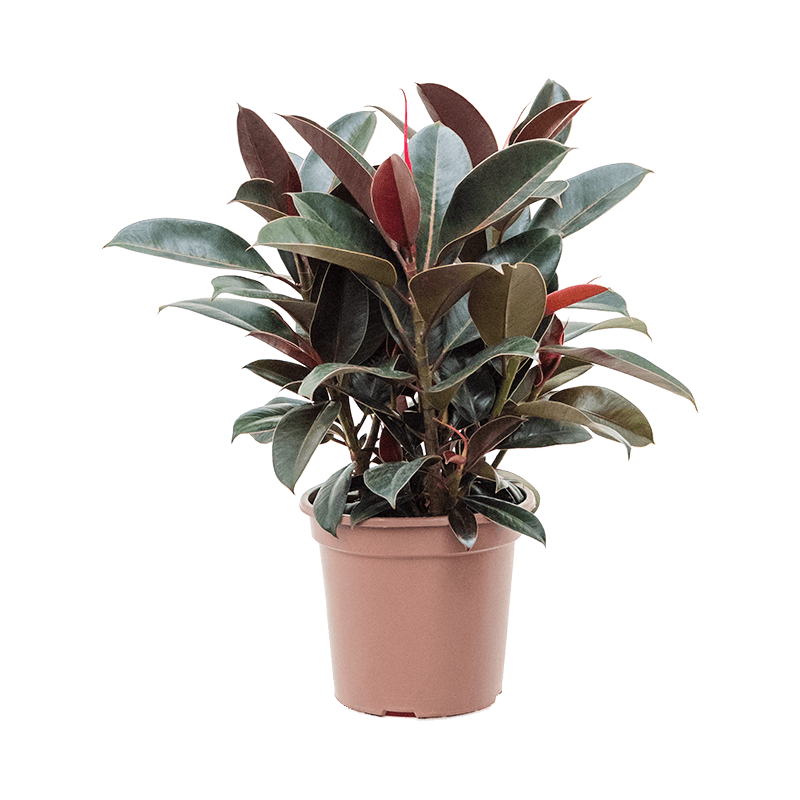 Ficus Melany 