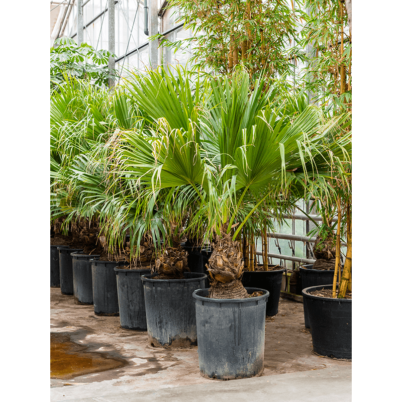 Livistona rotundifolia XXXL