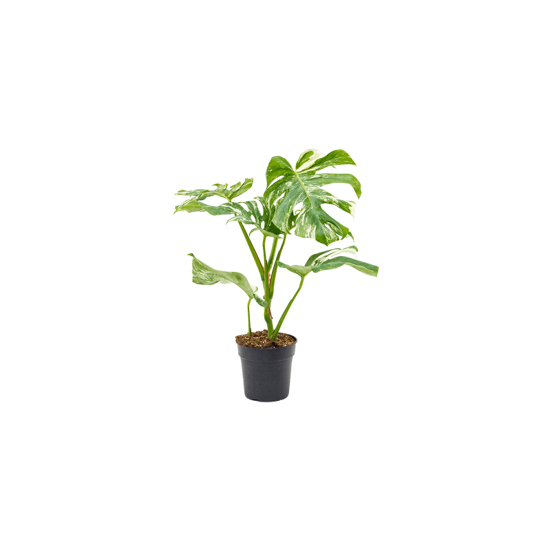 african spear sansevieria 'African Spear' Sansevieria cyndrilica (Rectangle)