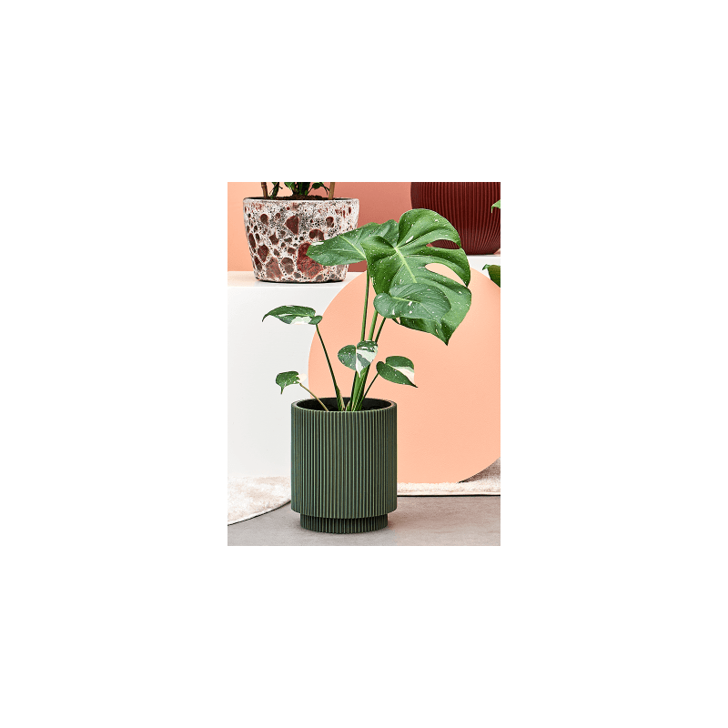 Monstera deliciosa Variegata