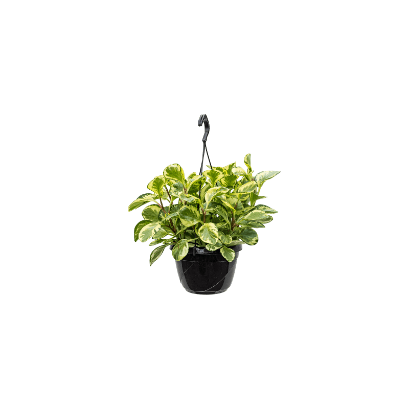 Peperomia Golden Gate