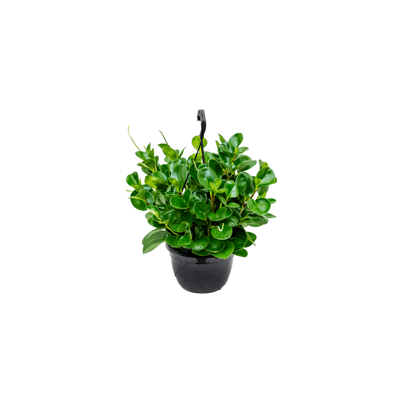 Peperomia Green