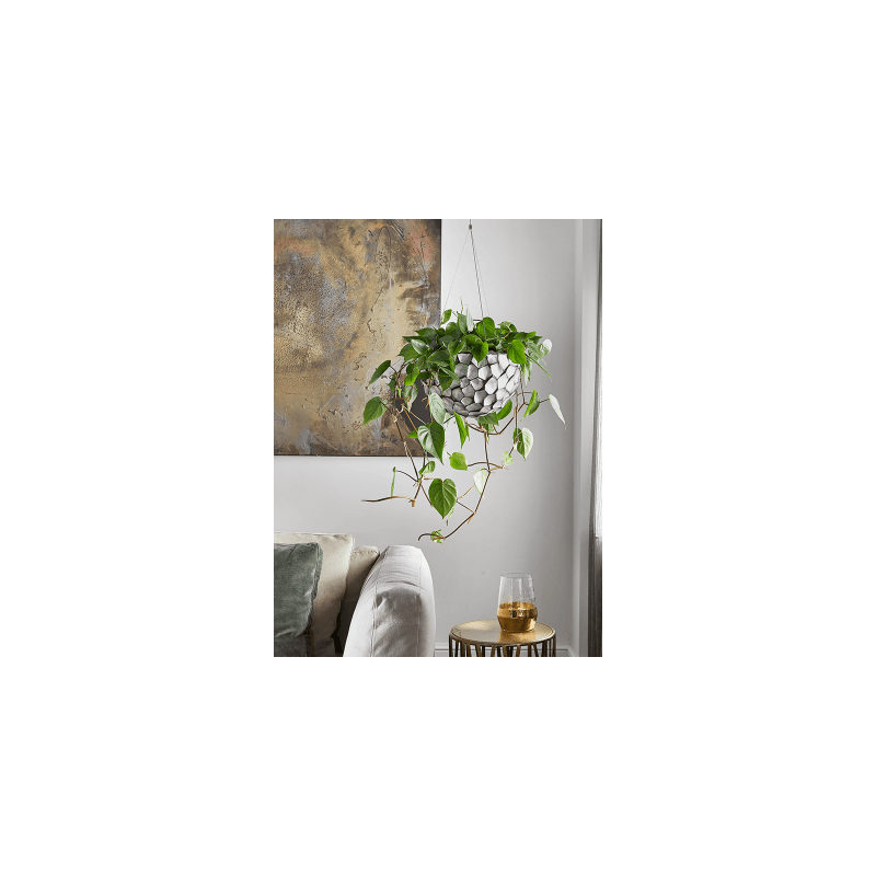 Philodendron Scandens Variegata