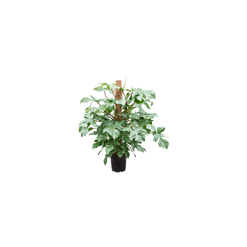 Philodendron squamiferum mosstok