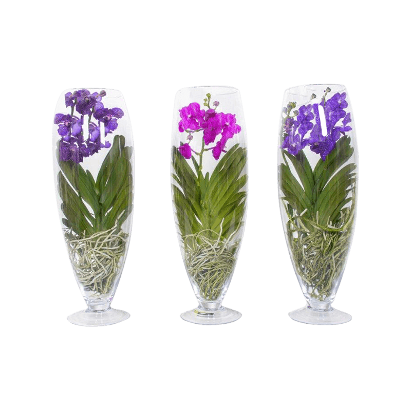 Vanda Orchidee blauw/paars in vaas Majestic