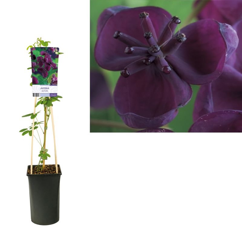 Akebia quinata