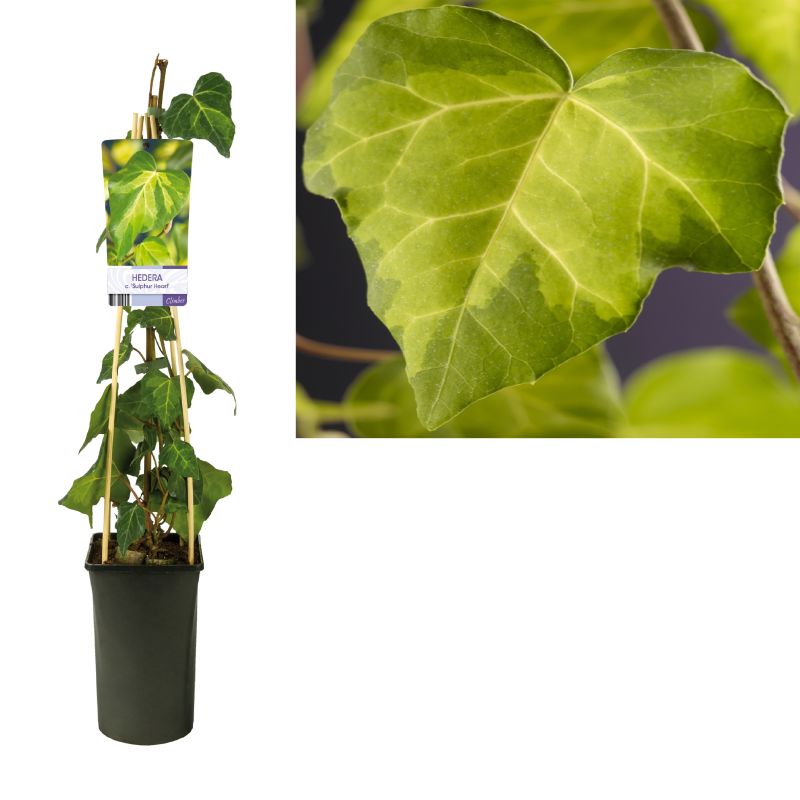 Hedera Sulphur Heart