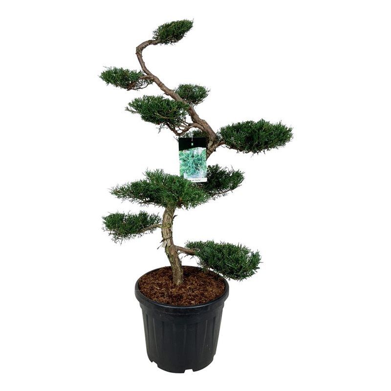 Juniperus Grey Owl - bonsai