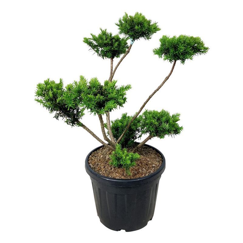 Taxus Farmen - bonsai