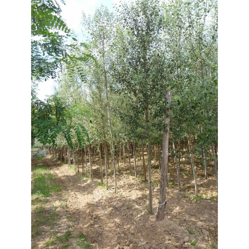 Populus alba