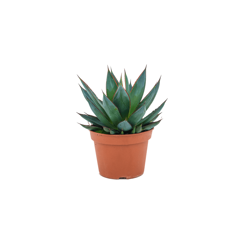 Agave Shaka Zulu eenvoudig en snel online bestellen?