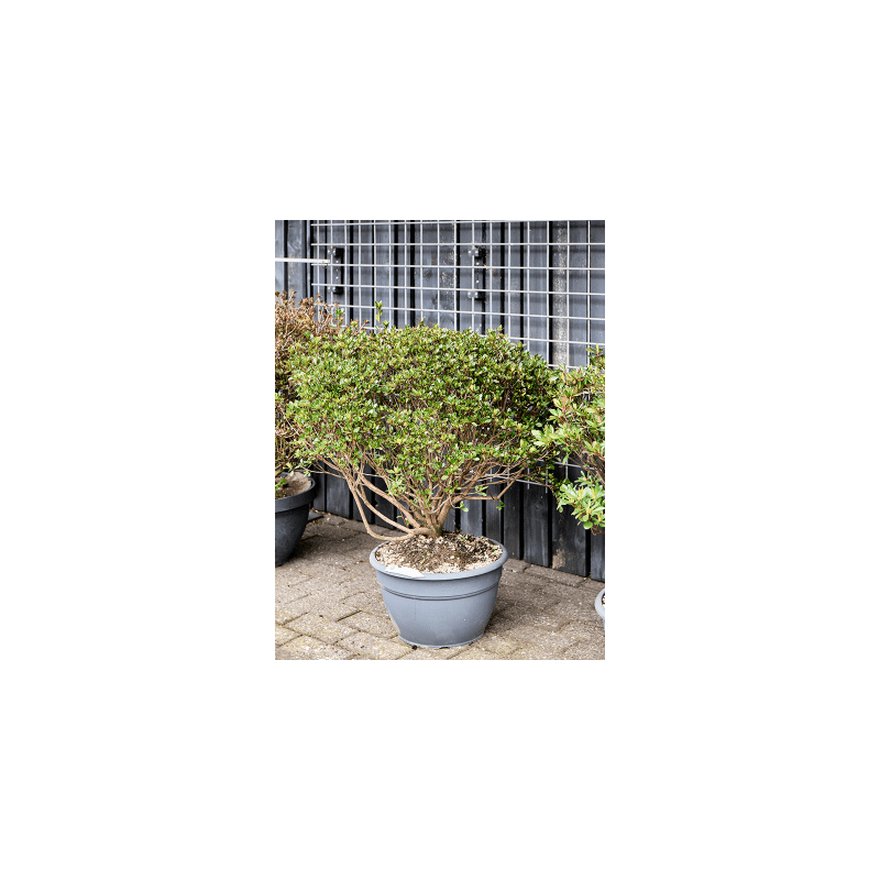 Rhododendron Blaauw's Pink - bonsai