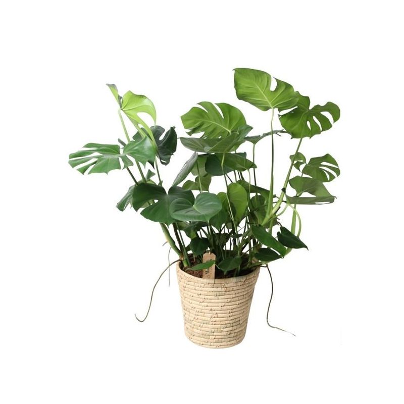 Monstera Deliciosa in zeegras mand