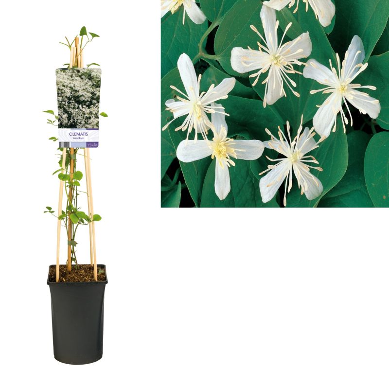 Clematis terniflora