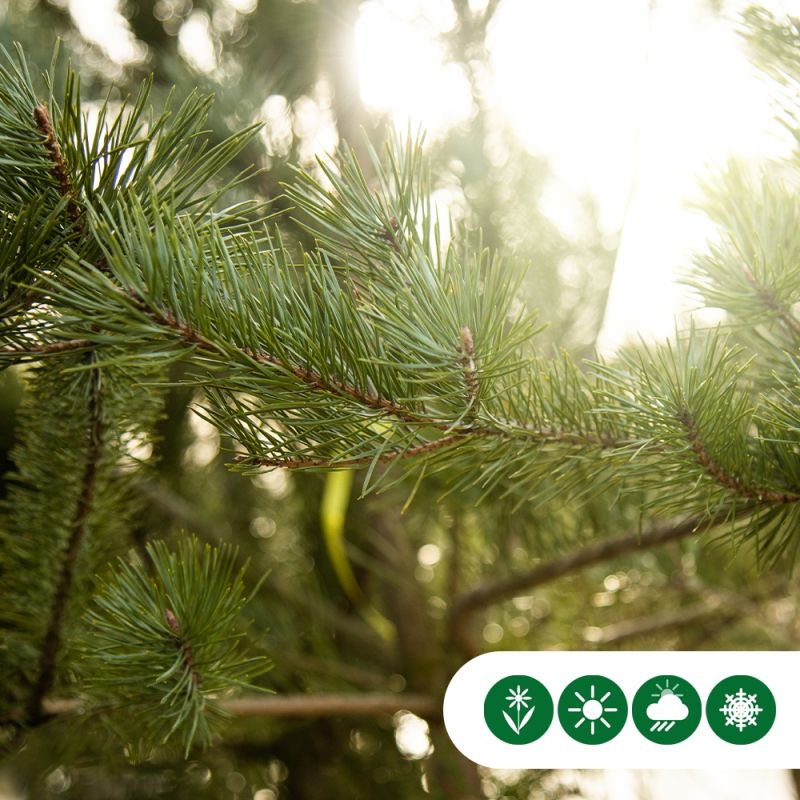 Pinus sylvestris