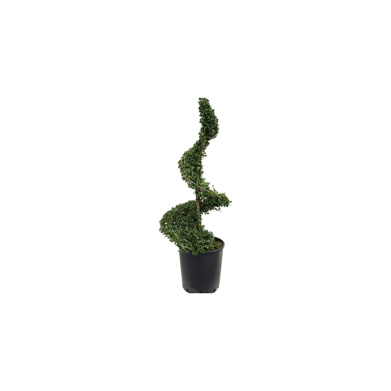 Ilex crenata 'Dark Green' - spiraal small