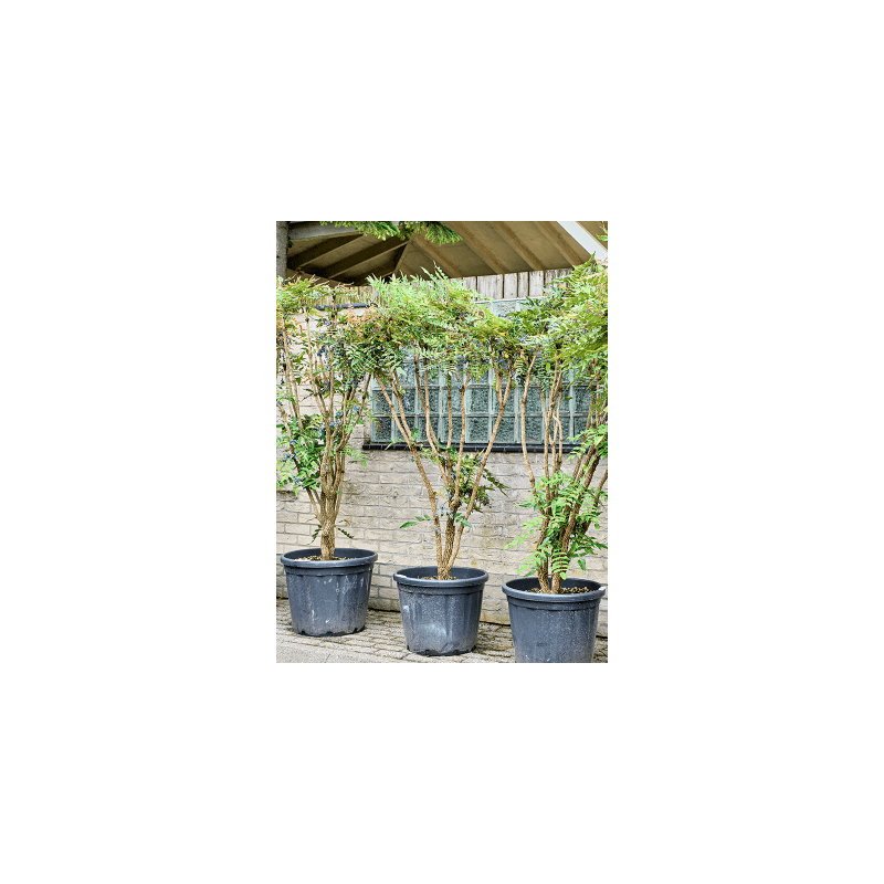 Mahonia media 'Charity'